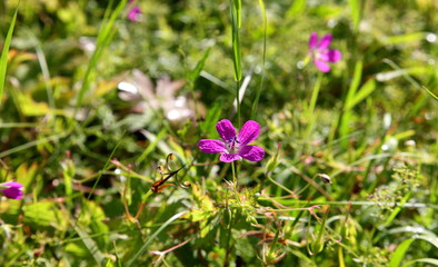 Wild flower in the meadow