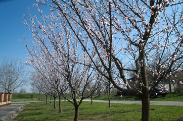 Fototapeta premium Flowering apricot trees