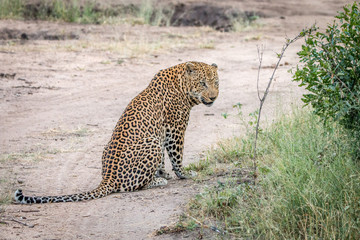A male Leopard sitting on the road.