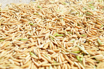 paddy background. dry method of brown paddy rice seed, paddy rice seed surface texture.