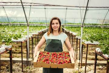 Strawberry growers with harvest,Agricultural engineer working in the greenhouse.Female greenhouse...