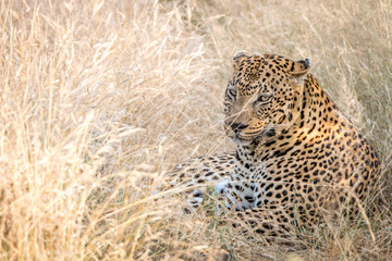 A male Leopard resting in the grass.