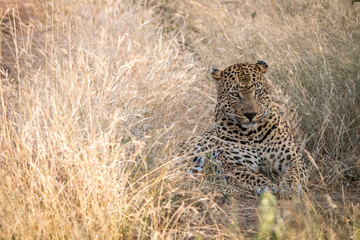 A male Leopard resting in the grass.