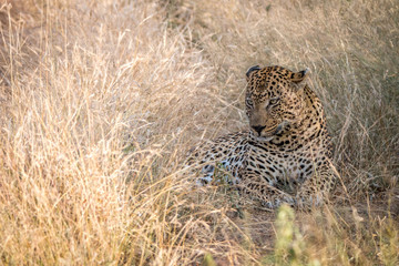 A male Leopard resting in the grass.