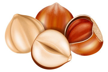 Hazelnut whole and half split. Vector illustration.