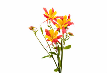 aquilegia flower isolated