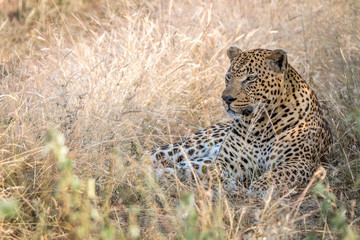 A male Leopard resting in the grass.