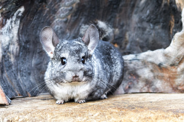 Gray Chinchilla on a wood background outdoor