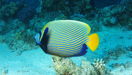 fish in the reef