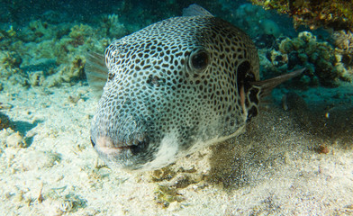 Giant puffer fish nose