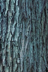 Background texture of tree bark, forest.