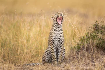 Keuken spatwand met foto Yawning leopard © Alexey Osokin