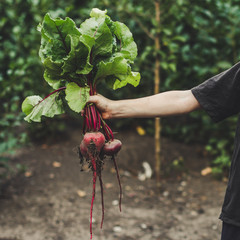 Beets fresh harvest - hold in hands