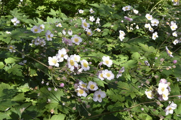 Anemone hupehensis japonica - beautiful tall white flowers