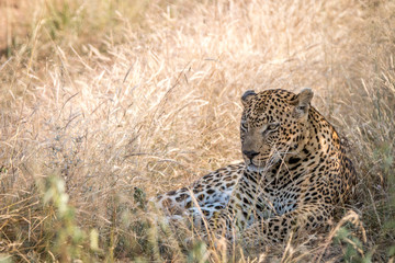 A male Leopard resting in the grass.