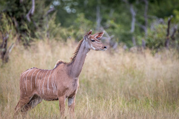 Obraz na płótnie Canvas A Kudu looking around in the grass.