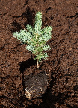 Planting of a fir tree.