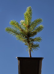 Small fir tree in a pot. © Ludmila Smite