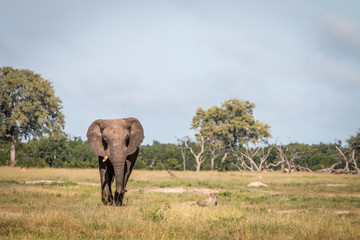 Obraz premium An Elephant walking towards the camera.