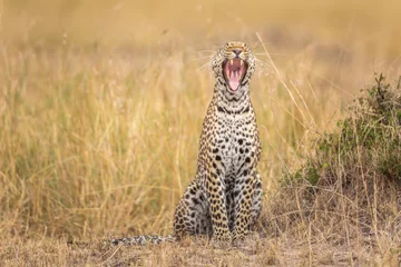 Abwaschbare Fototapete Yawning leopard © Alexey Osokin