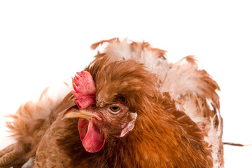 Portrait of a brown chicken isolated on white background