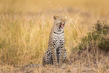 Fototapete Panther Gähnender Leopard