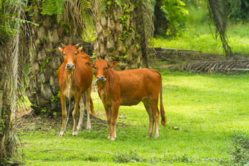 Fototapeta premium Cows in palm tree in asia