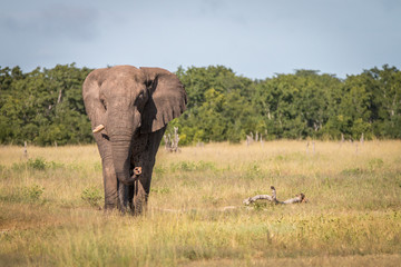 Fototapeta premium An Elephant walking towards the camera.