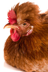 Portrait of a brown chicken isolated on white background