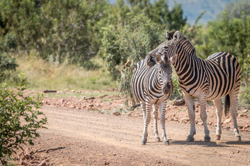 Obraz premium Several Zebras playing on the road.