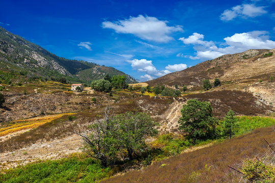 corsica colorful macchia mountain landscape in front of blue sky / Korsika Berglandschaft mit bunter Pflanzenvielfalt vor blauem Himmel