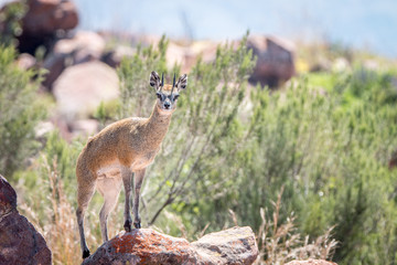 A Klipspringer on top of a rock.