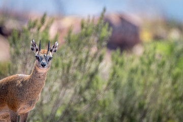 A Klipspringer on top of a rock.