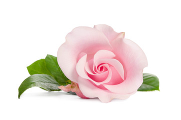 single bud of pink rose isolated on white background