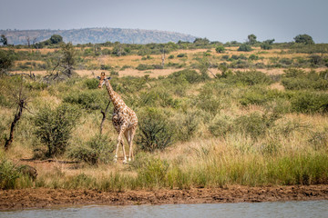 A Giraffe walking towards the dam.