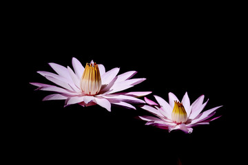 밤에 피는 수련 water lily