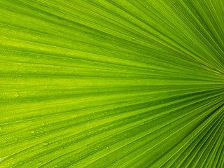 Close up palm leaf with water drops in the rainy day ,green leaf background texture concept