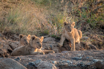 Lion cubs laying on the rocks.