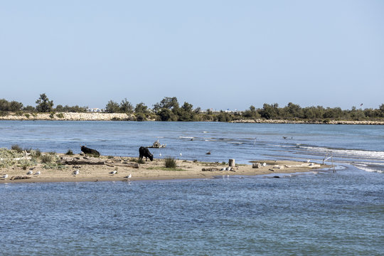 wild bulls praze and rest at a beach in the Rhone delta in the Camarque