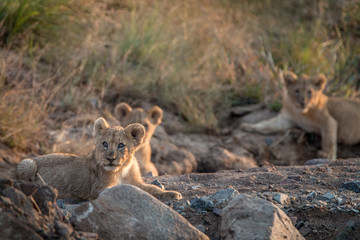 Lion cubs laying on the rocks.