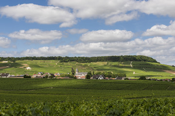 Fototapeta na wymiar Oger in Champagne District