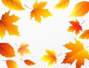 Fototapeta na wymiar Autumn falling leaves on transparent checkered background. Autumnal foliage fall leaf flying in wind motion blur. Vector illustration