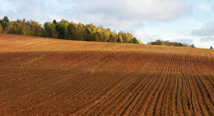 Fototapeta na wymiar Country landscape with field.
