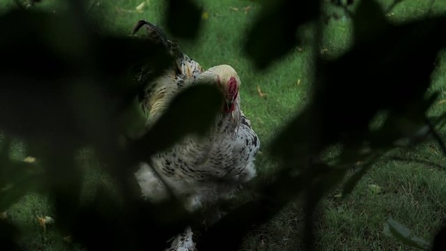 Beautiful rooster walking on the grass