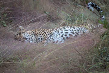 A female Leopard laying in the grass.