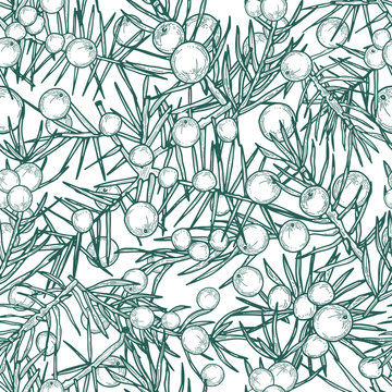 Juniper seamless pattern. Detailed hand drawn branches with berries. Contour hand drawn illustration.