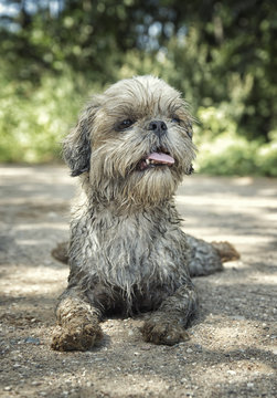 dirty muddy dog laying down. toned photo