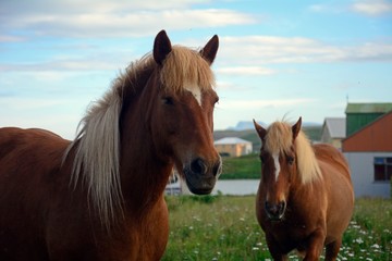Fototapeta premium Icelandic horses, Blonduos, Iceland
