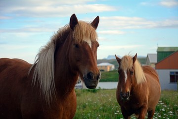 Icelandic horses, Blonduos, Iceland