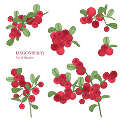 Lingonberry set. Detailed hand drawn branches with berries. Colorful hand drawn illustrations.
